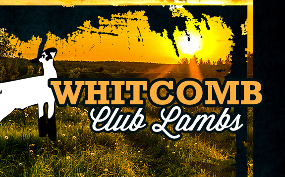 Whitcomb Club Lambs